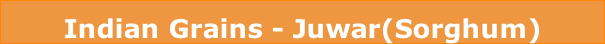 Indian Grains - Juwar(Sorghum)
