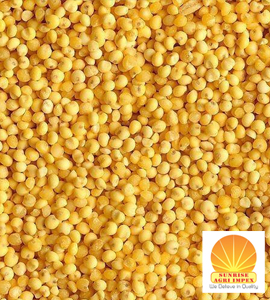 Yellow Millet